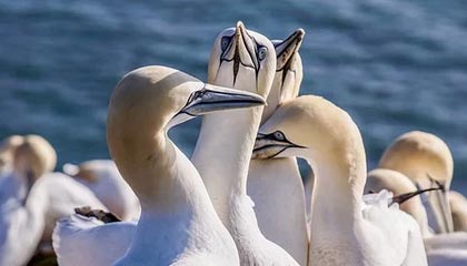 九游app官网下载-菲律賓男篮在亚洲预赛中表现抢眼，盼望奥运入场券