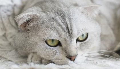 九游app官网下载-菲律賓男篮在亚洲预赛中表现抢眼，盼望奥运入场券