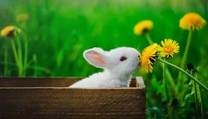 九游app官网下载-菲律賓男篮在亚洲预赛中表现抢眼，盼望奥运入场券